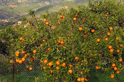 Orangen aus Sóller