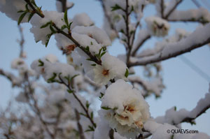 Mandelblüte im Schnee