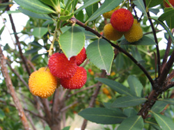 Frucht an Baum